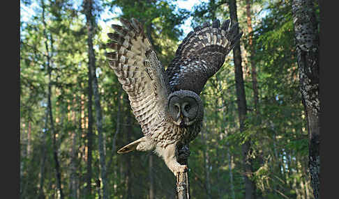 Bartkauz (Strix nebulosa)