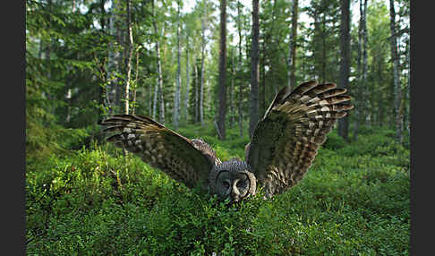 Bartkauz (Strix nebulosa)