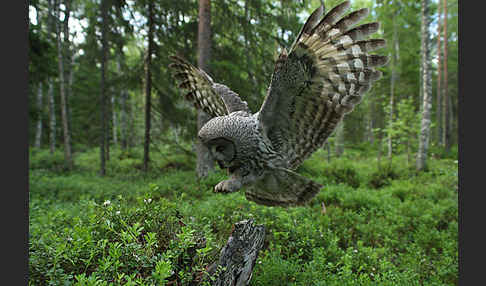 Bartkauz (Strix nebulosa)