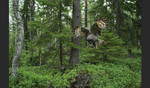 Bartkauz (Strix nebulosa)