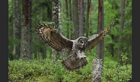 Bartkauz (Strix nebulosa)