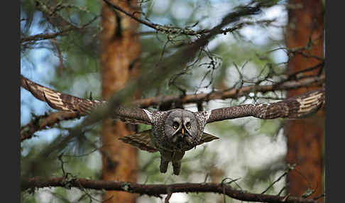 Bartkauz (Strix nebulosa)