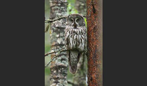 Bartkauz (Strix nebulosa)