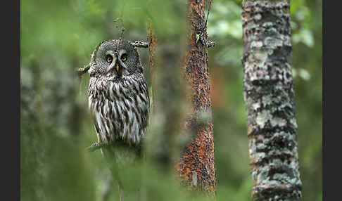 Bartkauz (Strix nebulosa)