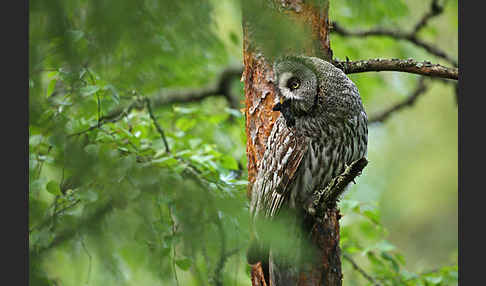 Bartkauz (Strix nebulosa)