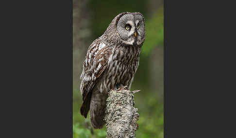 Bartkauz (Strix nebulosa)