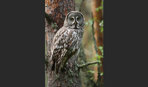 Bartkauz (Strix nebulosa)