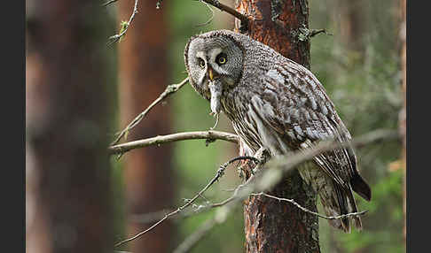 Bartkauz (Strix nebulosa)