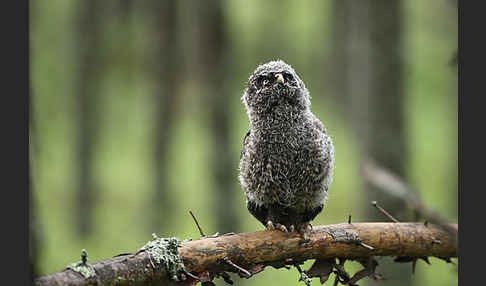 Bartkauz (Strix nebulosa)