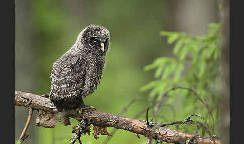 Bartkauz (Strix nebulosa)