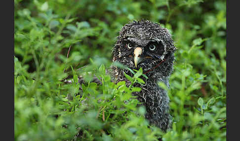 Bartkauz (Strix nebulosa)