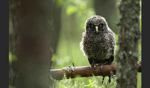 Bartkauz (Strix nebulosa)