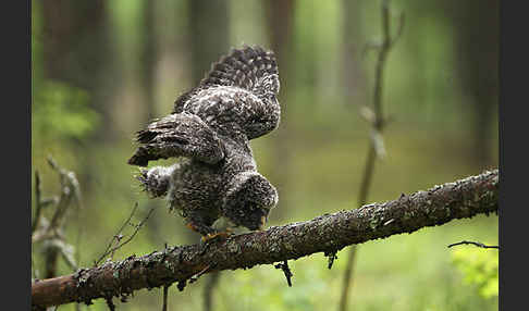 Bartkauz (Strix nebulosa)