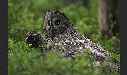 Bartkauz (Strix nebulosa)