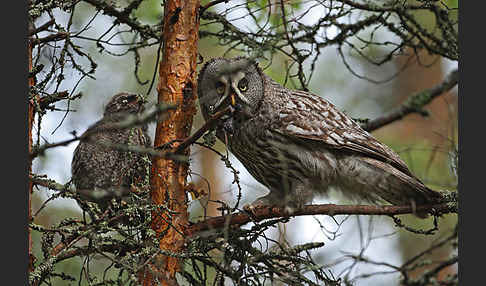 Bartkauz (Strix nebulosa)