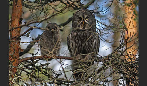 Bartkauz (Strix nebulosa)