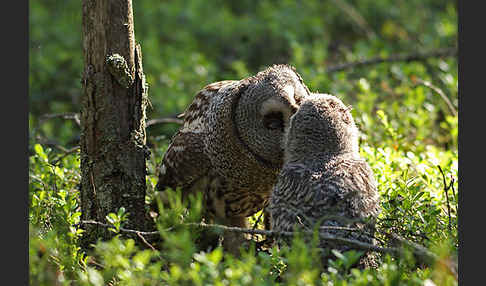 Bartkauz (Strix nebulosa)