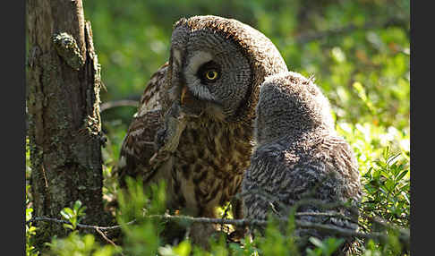 Bartkauz (Strix nebulosa)