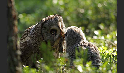 Bartkauz (Strix nebulosa)