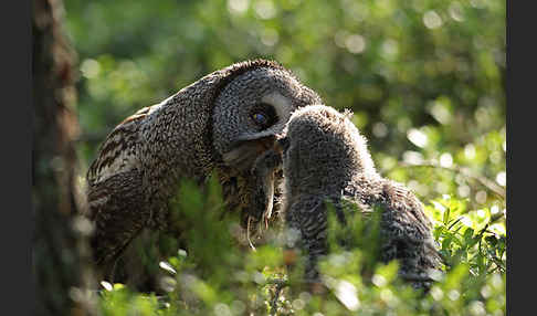 Bartkauz (Strix nebulosa)