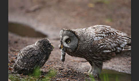 Bartkauz (Strix nebulosa)