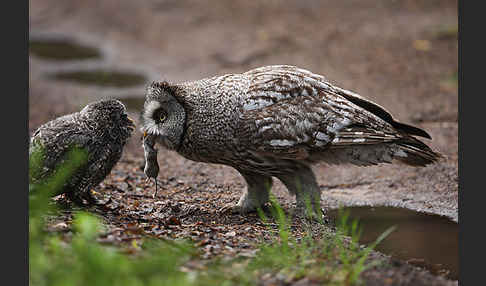 Bartkauz (Strix nebulosa)