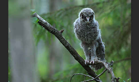 Bartkauz (Strix nebulosa)