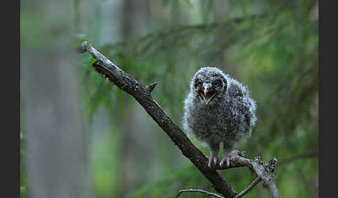 Bartkauz (Strix nebulosa)