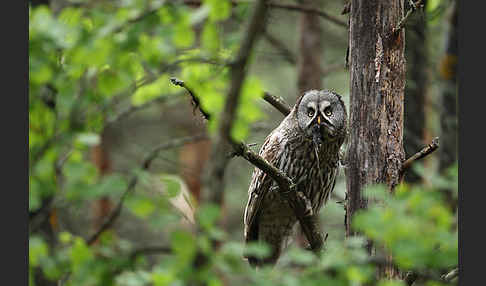 Bartkauz (Strix nebulosa)