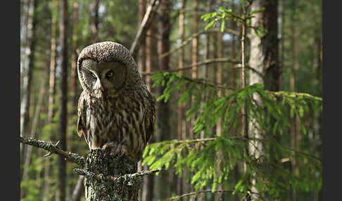 Bartkauz (Strix nebulosa)