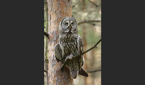 Bartkauz (Strix nebulosa)