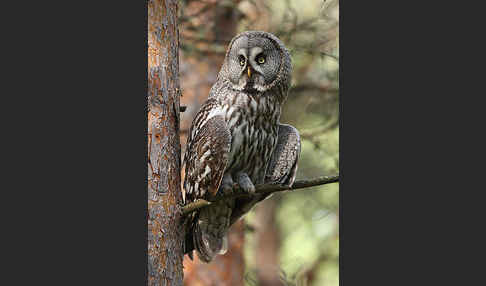 Bartkauz (Strix nebulosa)