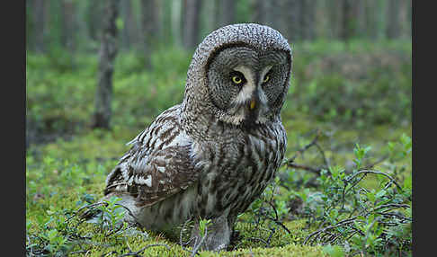 Bartkauz (Strix nebulosa)