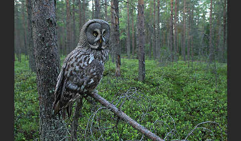 Bartkauz (Strix nebulosa)