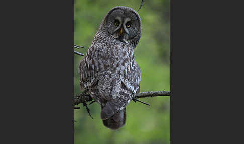 Bartkauz (Strix nebulosa)