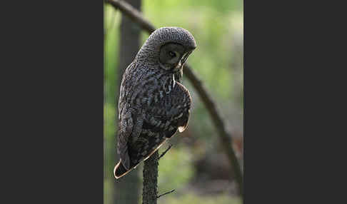 Bartkauz (Strix nebulosa)