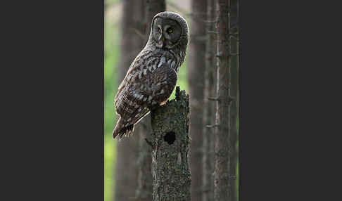 Bartkauz (Strix nebulosa)