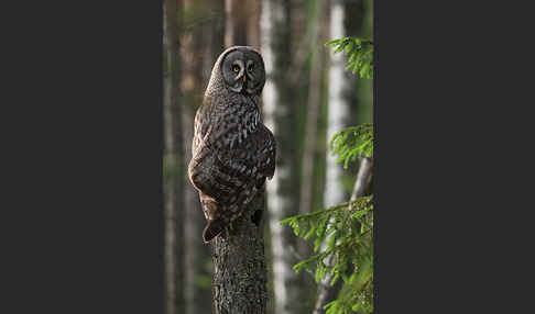 Bartkauz (Strix nebulosa)