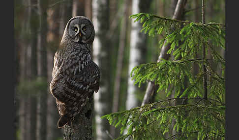 Bartkauz (Strix nebulosa)