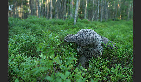 Bartkauz (Strix nebulosa)