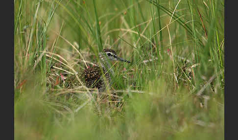 Bruchwasserläufer (Tringa glareola)