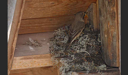 Grauschnäpper (Muscicapa striata)