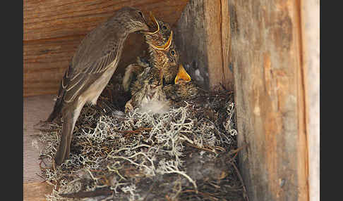 Grauschnäpper (Muscicapa striata)