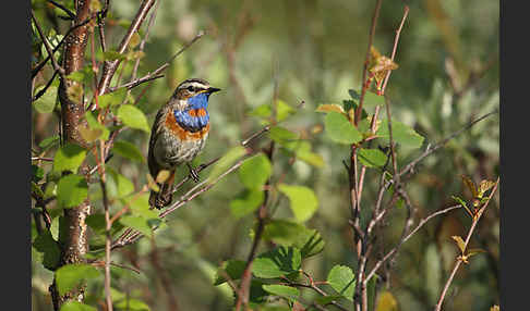 Rotsterniges Blaukehlchen (Luscinia svecica svecica)