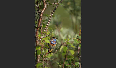 Rotsterniges Blaukehlchen (Luscinia svecica svecica)