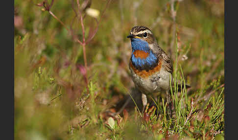 Rotsterniges Blaukehlchen (Luscinia svecica svecica)