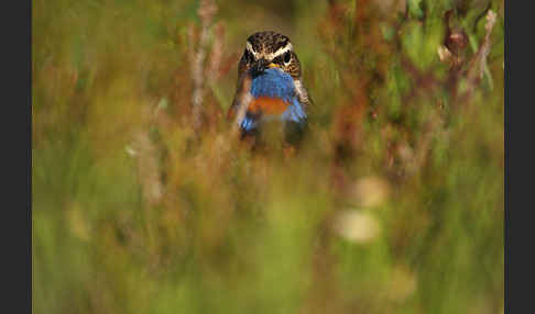 Rotsterniges Blaukehlchen (Luscinia svecica svecica)