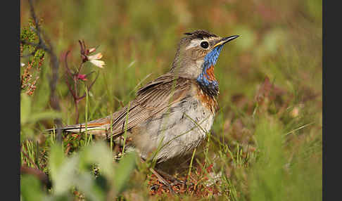 Rotsterniges Blaukehlchen (Luscinia svecica svecica)