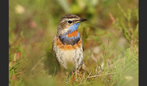 Rotsterniges Blaukehlchen (Luscinia svecica svecica)