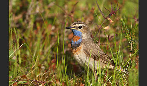 Rotsterniges Blaukehlchen (Luscinia svecica svecica)